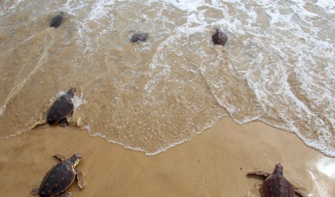 Archelon Reports Record Year for Caretta caretta in Kyparissia