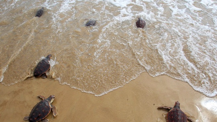 Archelon Reports Record Year for Caretta caretta in Kyparissia